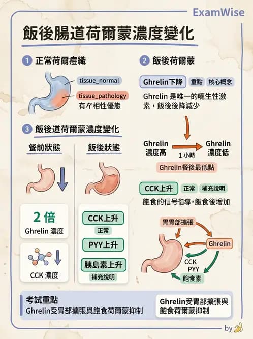 營養 - 能量平衡與食慾控制 - AI 圖文解析預覽