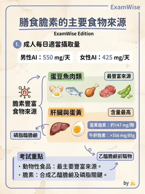 營養 - 維生素C與其他水溶性維生素 - AI 圖文解析預覽