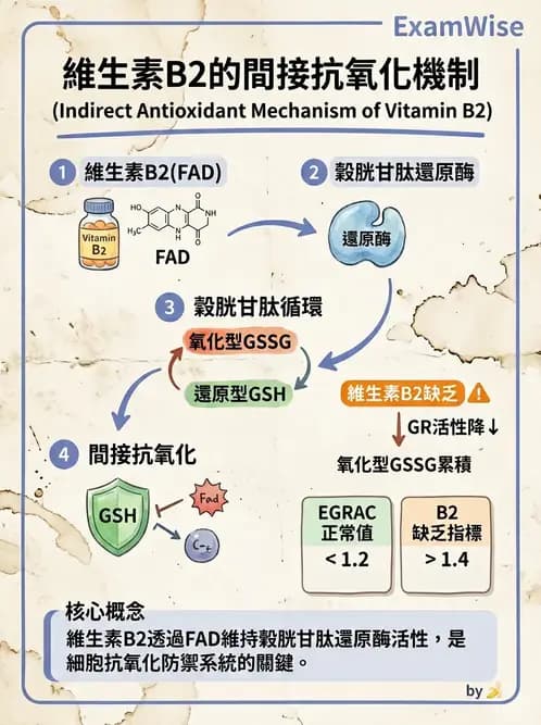 營養 - 能量代謝相關B群維生素 - AI 圖文解析預覽