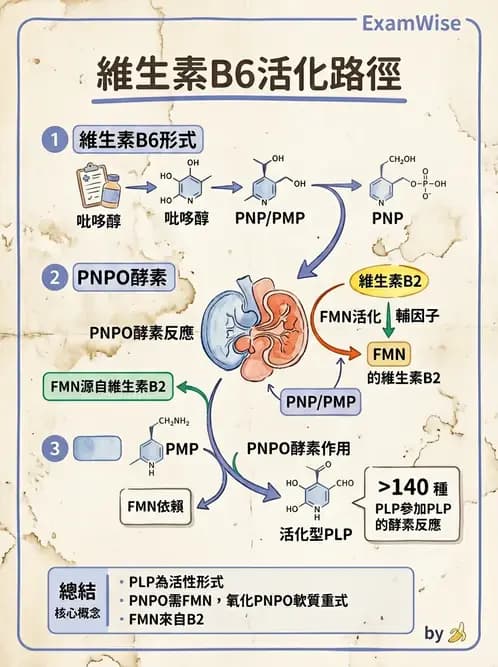 營養 - 能量代謝相關B群維生素 - AI 圖文解析預覽