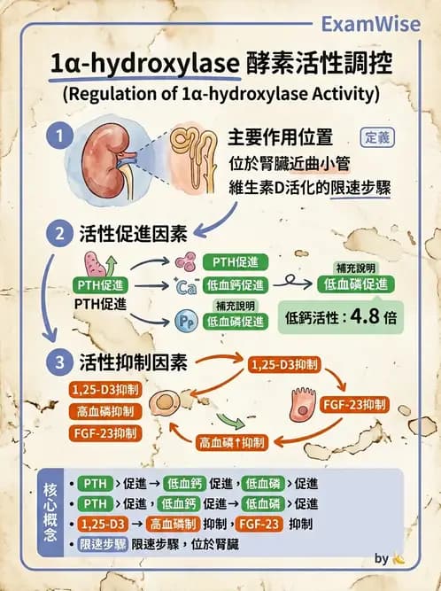 營養 - 維生素D - AI 圖文解析預覽