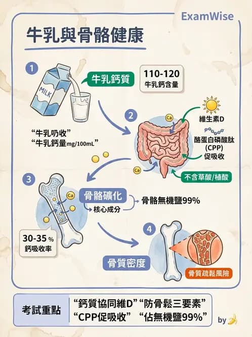 營養 - 巨量礦物質營養素 - AI 圖文解析預覽