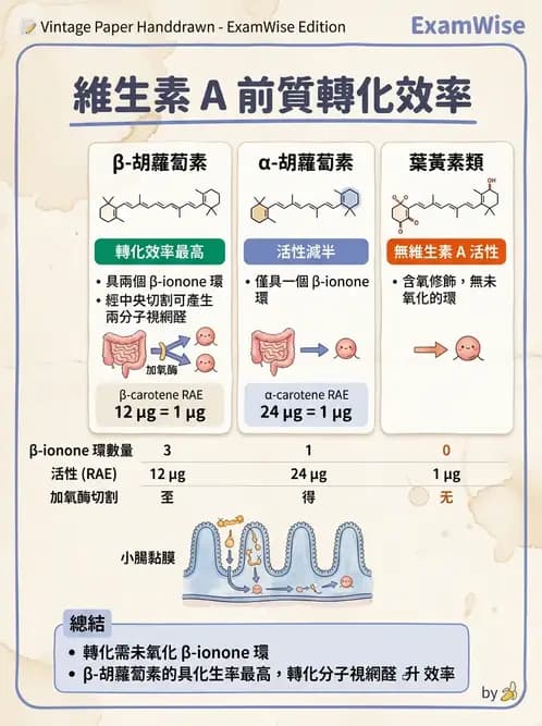營養 - 維生素A - AI 圖文解析預覽