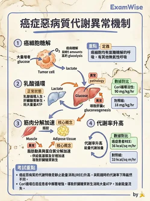 營養 - 癌症營養 - AI 圖文解析預覽