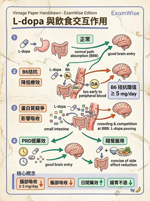 營養 - 藥物與營養素交互作用 - AI 圖文解析預覽