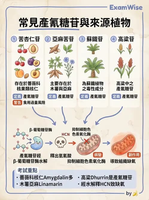 營養 - 天然毒素 - AI 圖文解析預覽