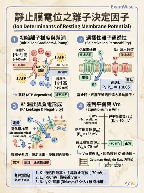 營養 - 神經系統生理學 - AI 圖文解析預覽