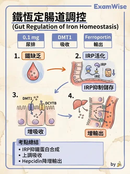 營養 - 消化系統生理學 - AI 圖文解析預覽