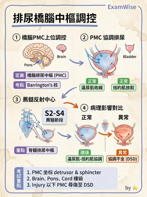 營養 - 腎臟與泌尿生理學 - AI 圖文解析預覽