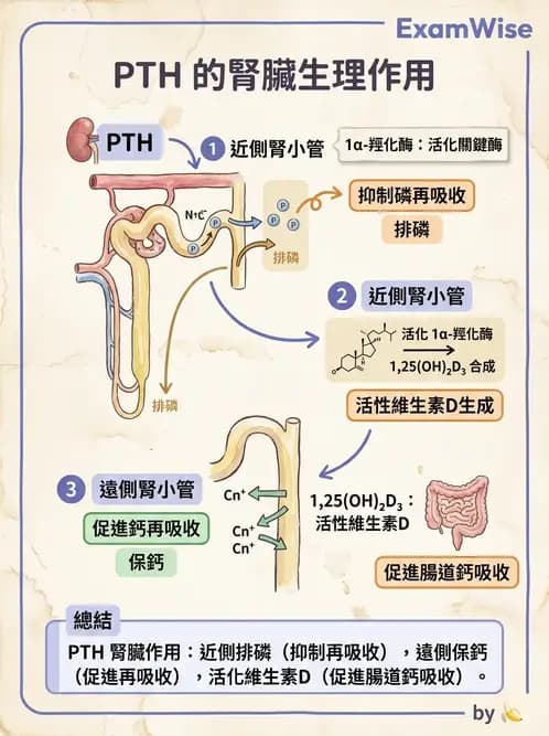 營養 - 腎臟與泌尿生理學 - AI 圖文解析預覽