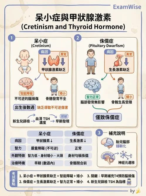營養 - 內分泌與代謝生理學 - AI 圖文解析預覽