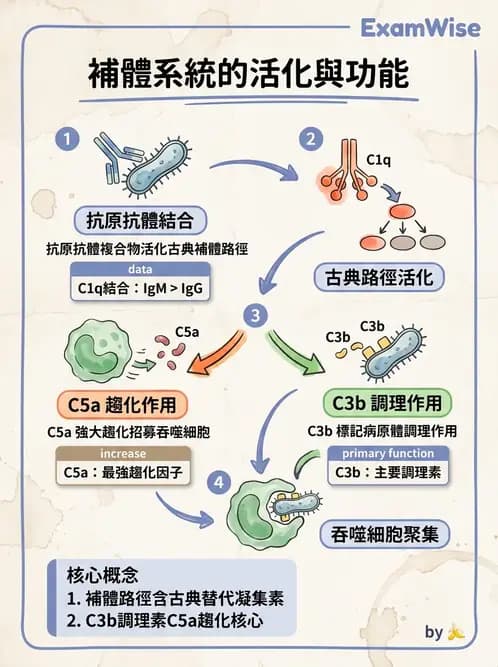 營養 - 血液與免疫 - AI 圖文解析預覽