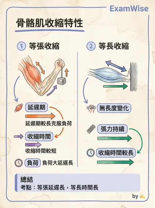 營養 - 肌肉生理學 - AI 圖文解析預覽