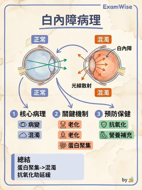 營養 - 神經系統生理學 - AI 圖文解析預覽