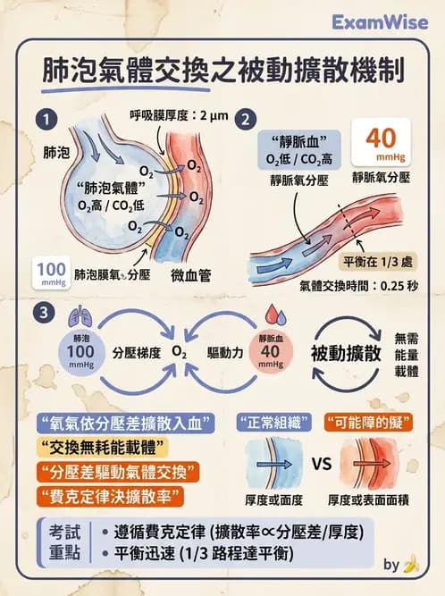 營養 - 呼吸系統生理學 - AI 圖文解析預覽