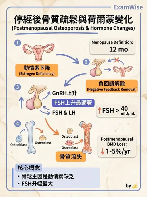 營養 - 生殖系統生理學 - AI 圖文解析預覽