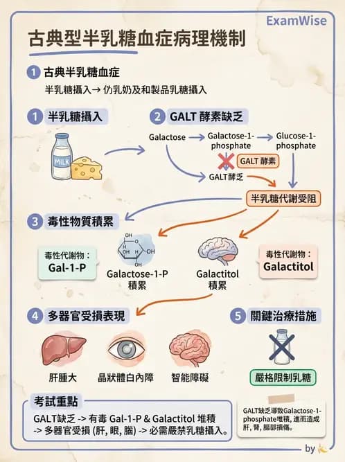 營養 - 醣類代謝 - AI 圖文解析預覽