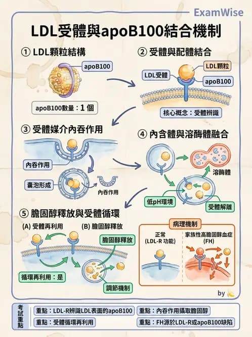 營養 - 脂質代謝 - AI 圖文解析預覽