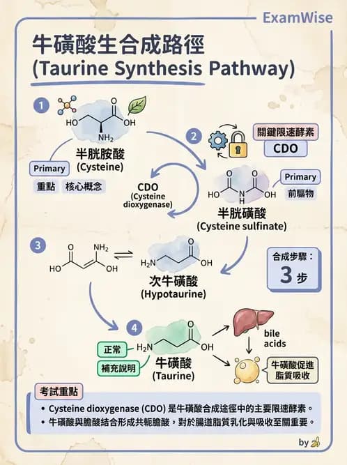 營養 - 蛋白質與胺基酸代謝 - AI 圖文解析預覽