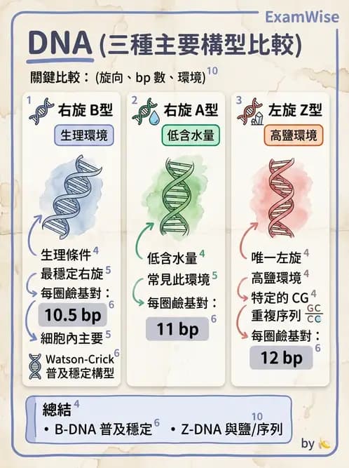 營養 - 核酸與基因表現 - AI 圖文解析預覽