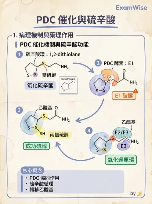 營養 - 能量代謝 - AI 圖文解析預覽