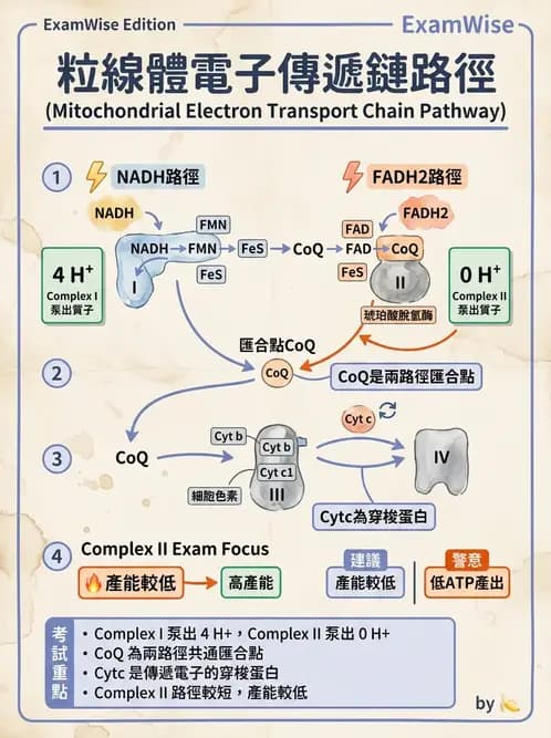 營養 - 能量代謝 - AI 圖文解析預覽