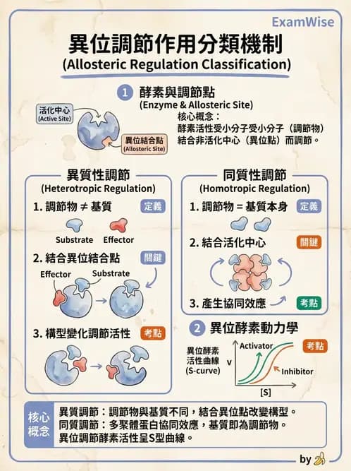 營養 - 酵素學基礎 - AI 圖文解析預覽