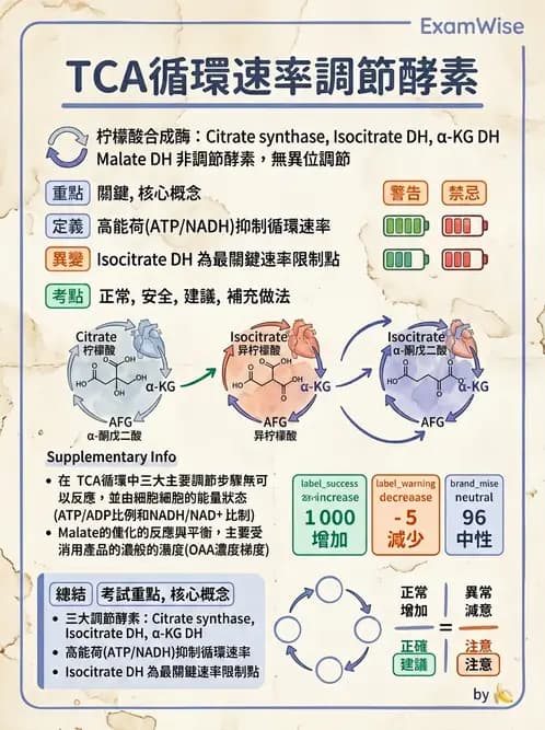 營養 - 能量代謝 - AI 圖文解析預覽