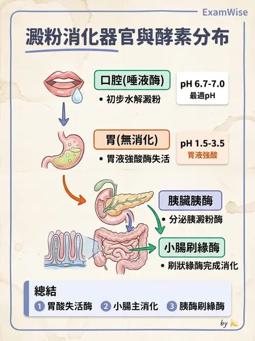 營養 - 醣類消化吸收與血糖調控 - AI 圖文解析預覽