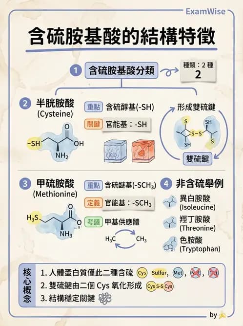 營養 - 胺基酸分類、功能與代謝 - AI 圖文解析預覽