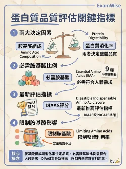 營養 - 蛋白質消化吸收與品質評估 - AI 圖文解析預覽