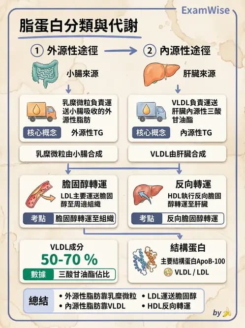 營養 - 脂蛋白與膽固醇代謝 - AI 圖文解析預覽