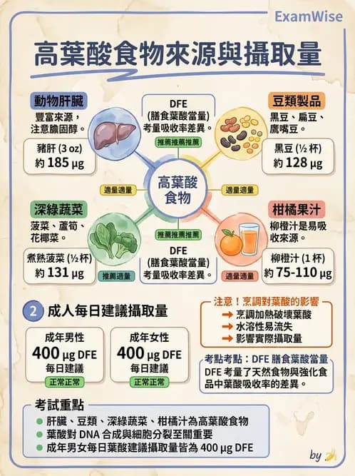 營養 - 單碳代謝與造血B群維生素 - AI 圖文解析預覽