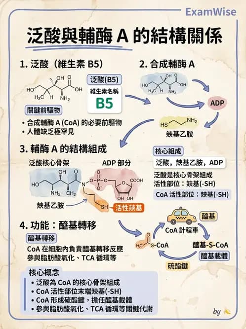 營養 - 能量代謝相關B群維生素 - AI 圖文解析預覽