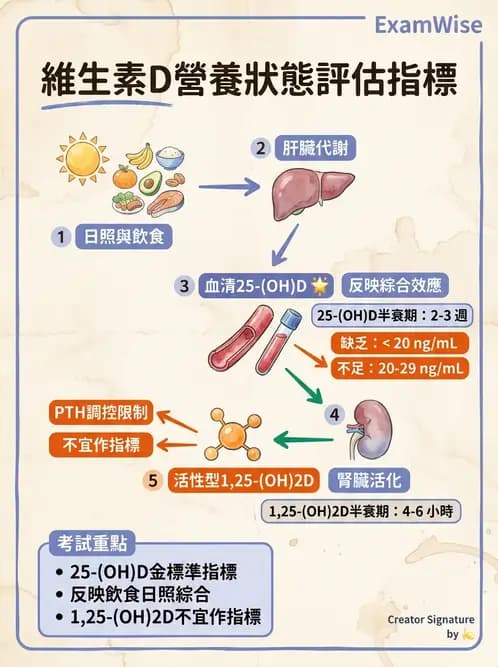 營養 - 維生素D - AI 圖文解析預覽