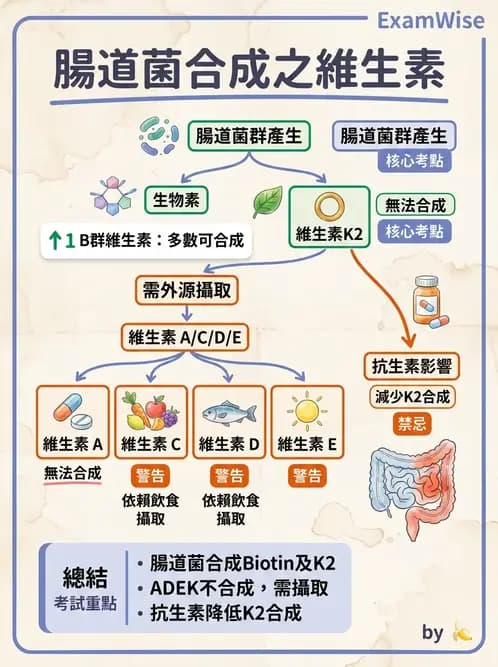 營養 - 維生素K - AI 圖文解析預覽