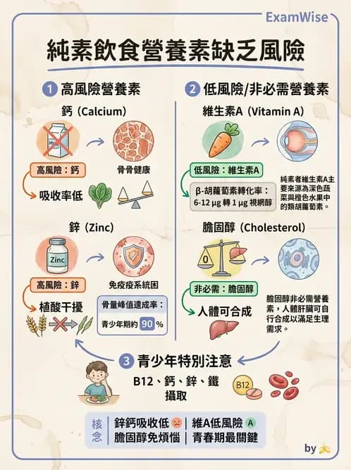 營養 - 兒童青少年與老年營養 - AI 圖文解析預覽