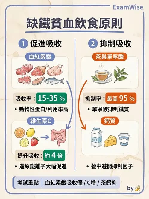 營養 - 鐵營養與貧血 - AI 圖文解析預覽