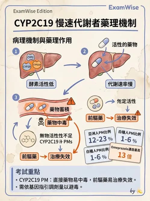 營養 - 藥物與營養素交互作用 - AI 圖文解析預覽