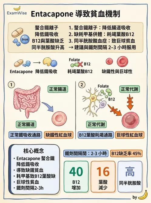 營養 - 藥物與營養素交互作用 - AI 圖文解析預覽
