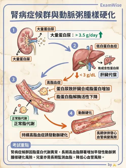 營養 - 腎臟疾病飲食治療 - AI 圖文解析預覽