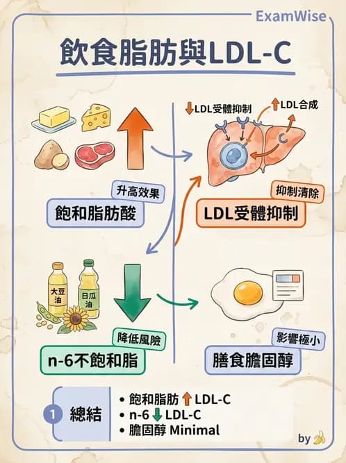 營養 - 心臟衰竭、移植與血脂管理 - AI 圖文解析預覽