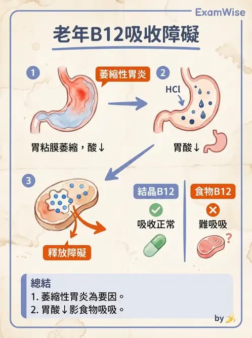 營養 - 老人營養與長期照護 - AI 圖文解析預覽