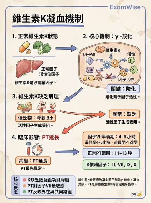 營養 - 生化指標與營養缺乏 - AI 圖文解析預覽