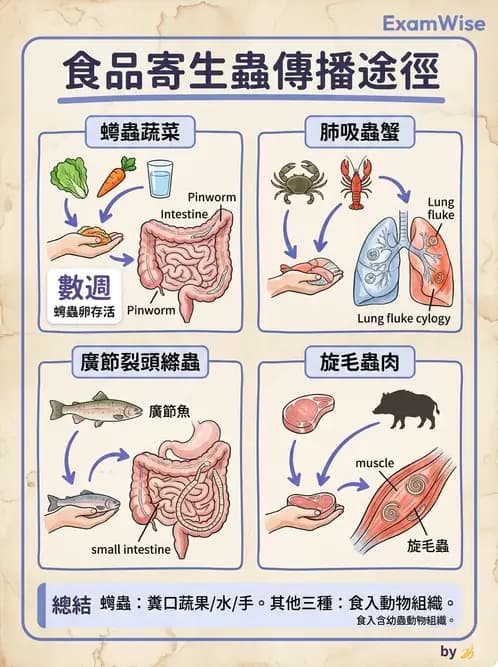 營養 - 生物性污染與寄生蟲 - AI 圖文解析預覽