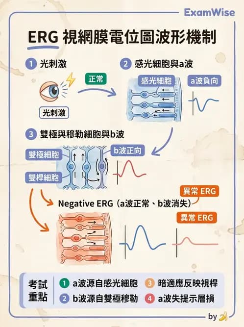 驗光師 - 視覺生理與檢查 - AI 圖文解析預覽