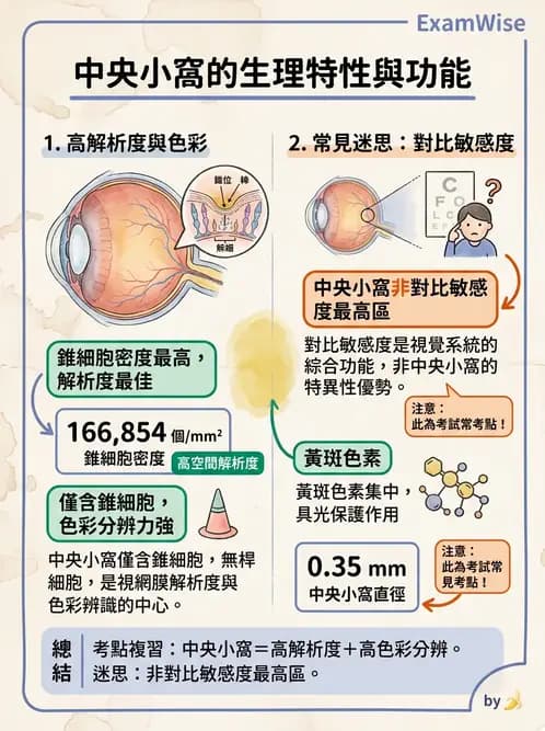 驗光師 - 視網膜 - AI 圖文解析預覽