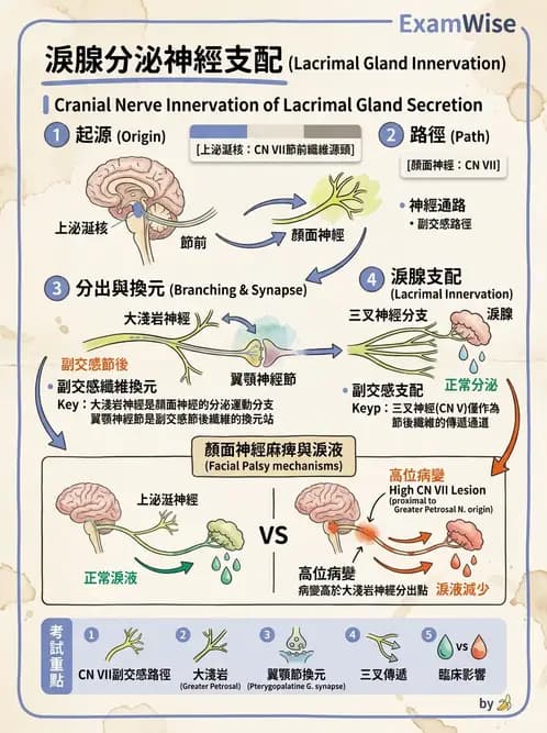 驗光師 - 眼部腦神經解剖與麻痺 - AI 圖文解析預覽