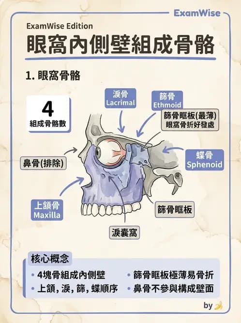 驗光師 - 眼窩骨骼與開口解剖 - AI 圖文解析預覽
