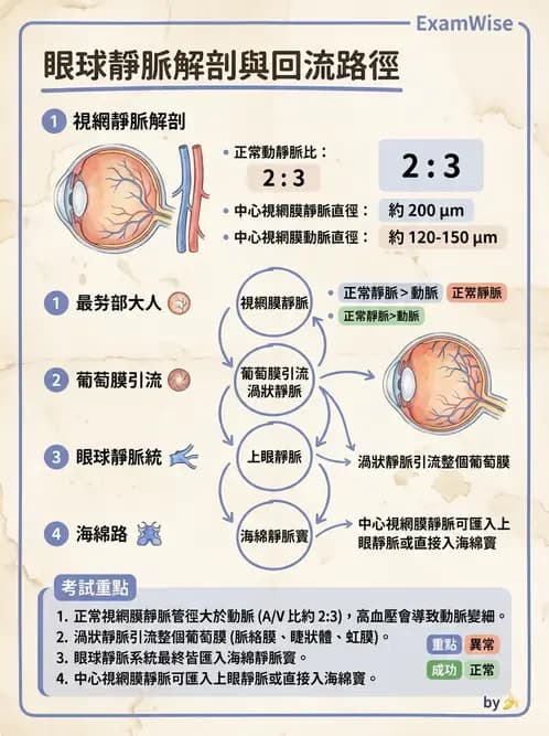 驗光師 - 眼循環系統 - AI 圖文解析預覽